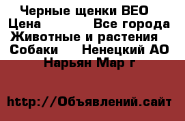 Черные щенки ВЕО › Цена ­ 5 000 - Все города Животные и растения » Собаки   . Ненецкий АО,Нарьян-Мар г.